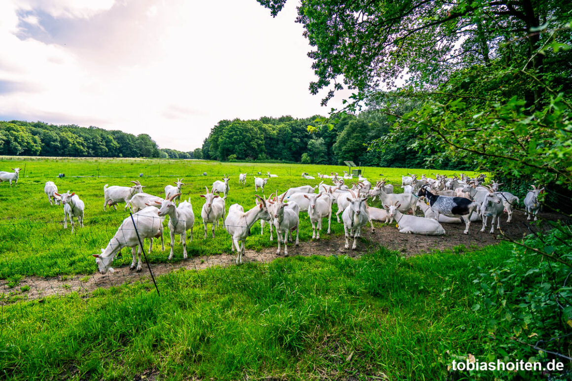 Amstelveen Highlights