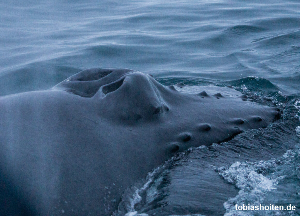 whale-watching-auf-island-tobias-hoiten-6