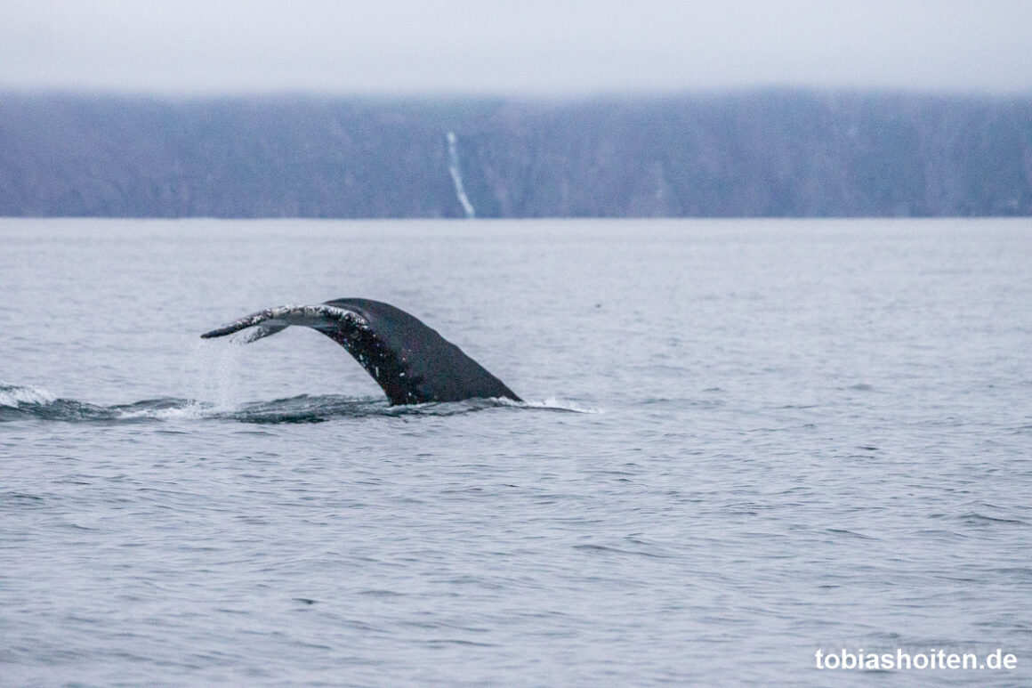 whale-watching-auf-island-tobias-hoiten-7