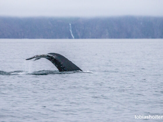 whale-watching-auf-island-tobias-hoiten-7