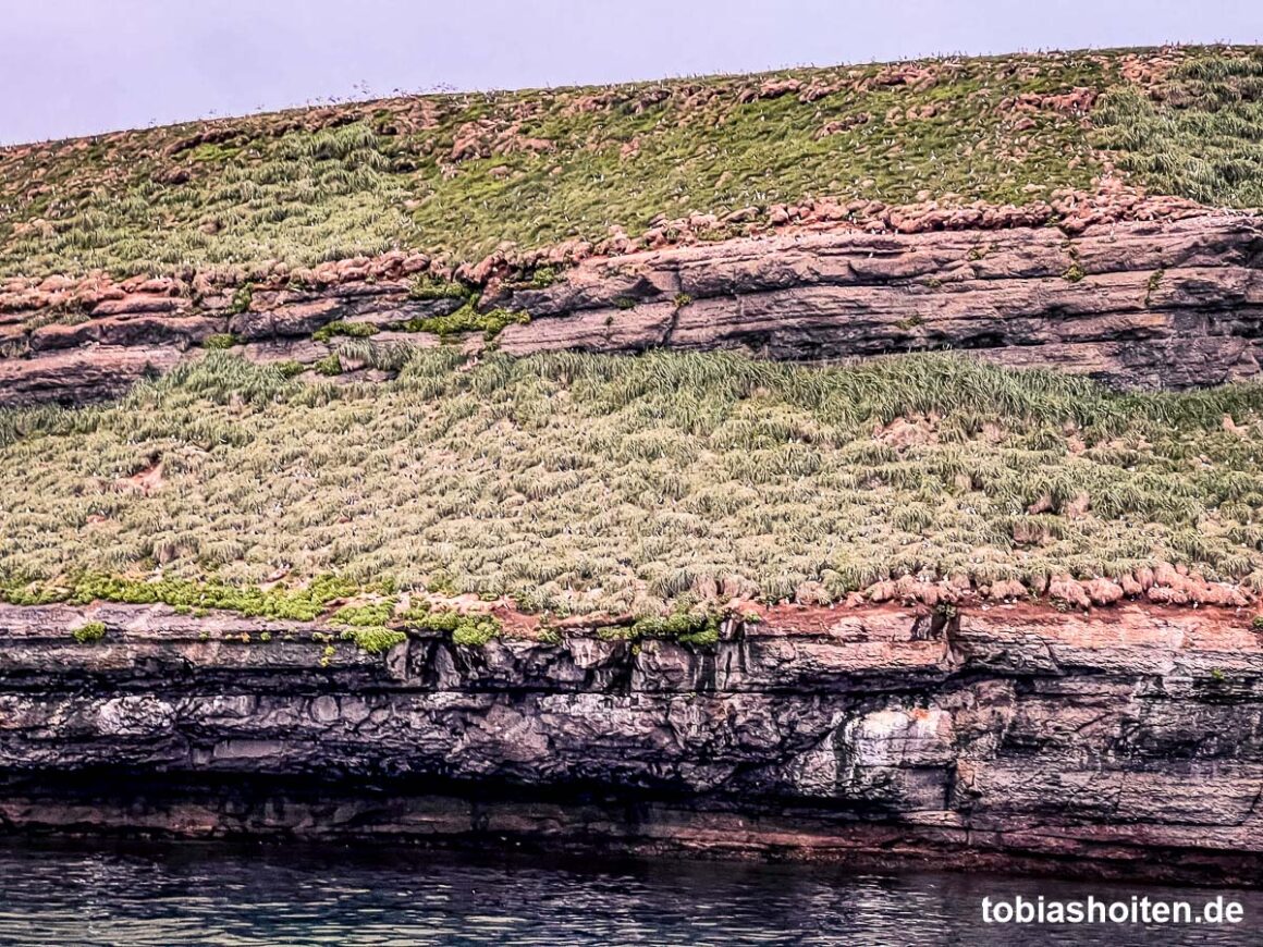 whale-watching-auf-island-tobias-hoiten-9